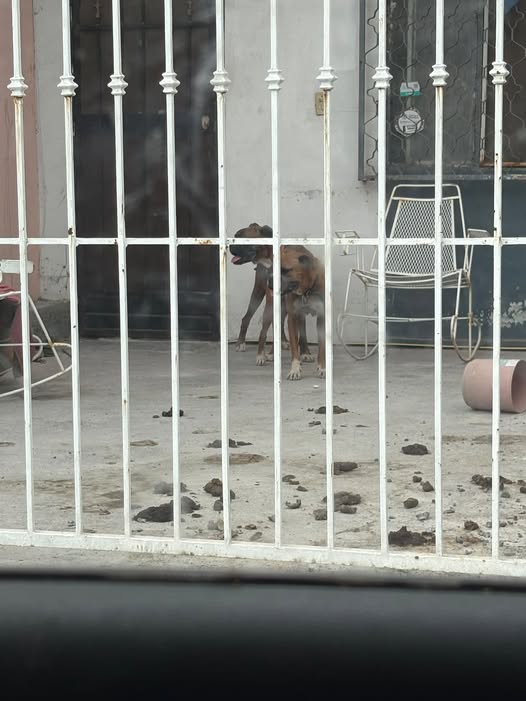 Dog sighting photo