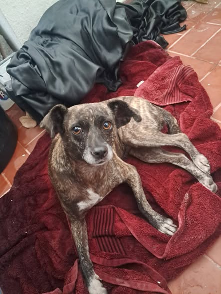 Foto del avistamiento de perro