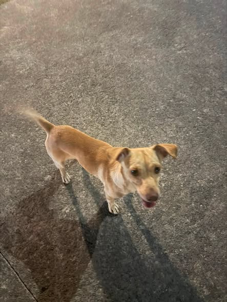 Foto del avistamiento de perro