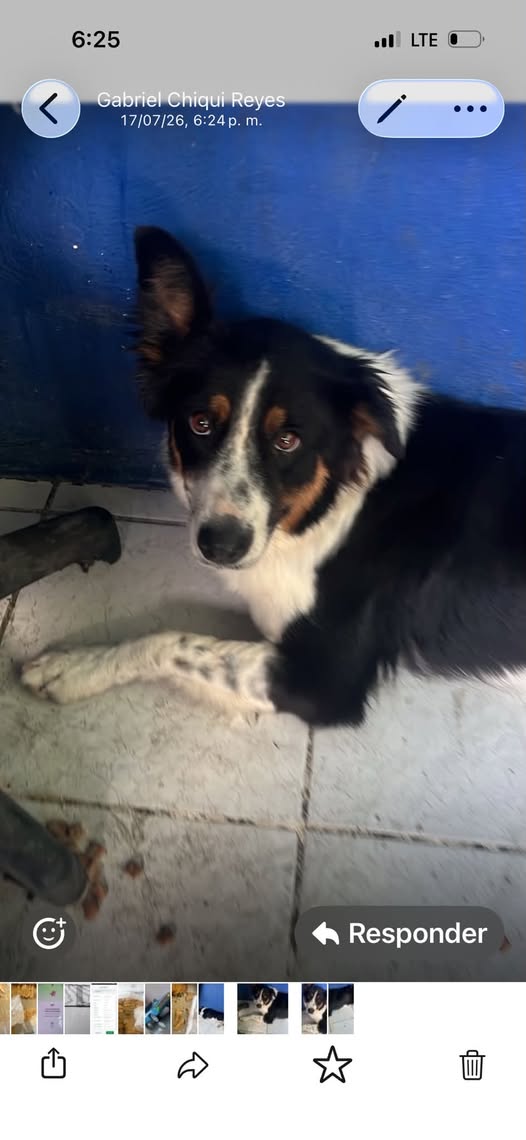 Dog sighting photo