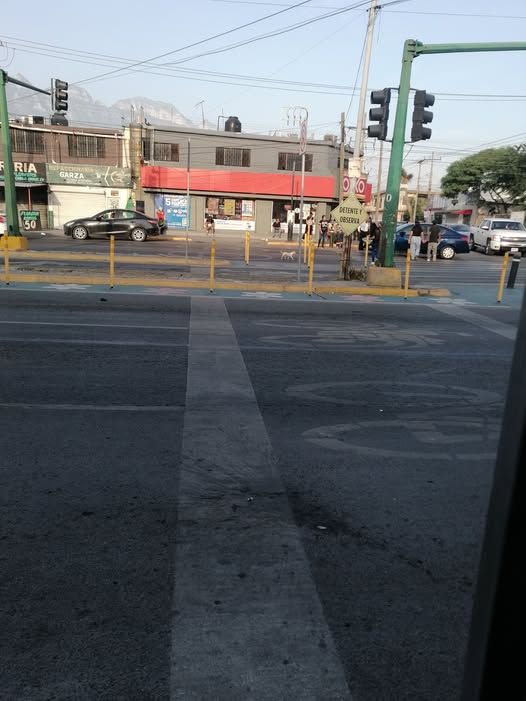 Dog sighting photo