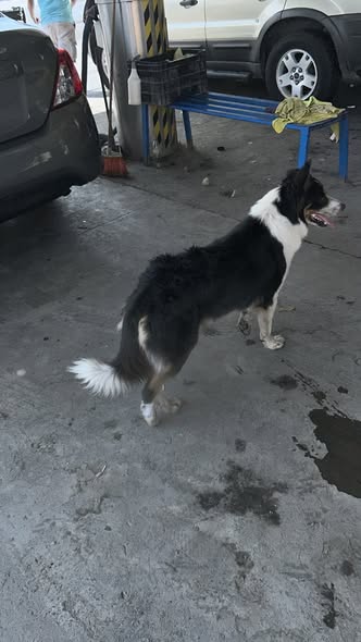Dog sighting photo