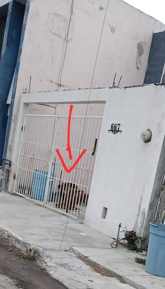 Dog sighting photo