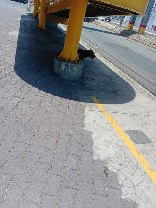 Dog sighting photo