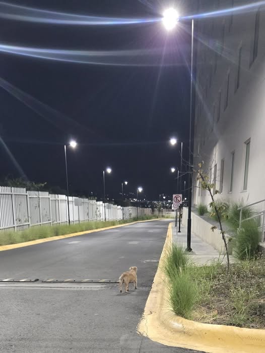 Foto del avistamiento de perro