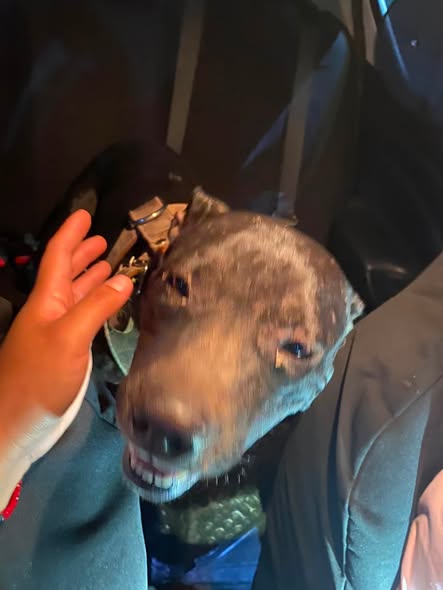 Dog sighting photo