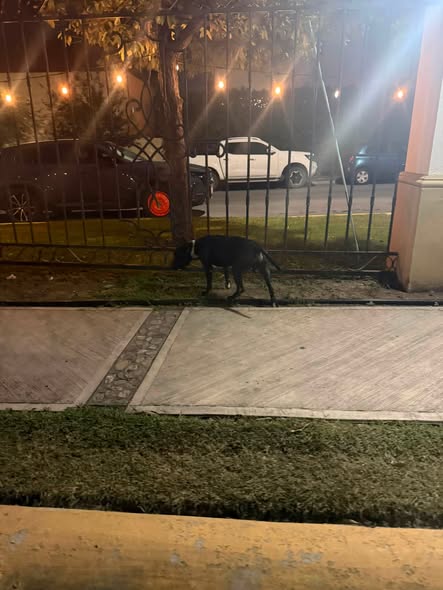 Foto del avistamiento de perro