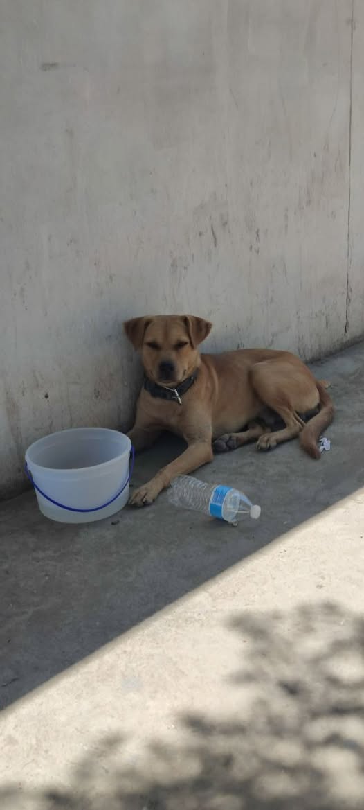 Foto del avistamiento de perro