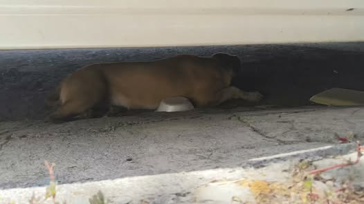 Foto del avistamiento de perro