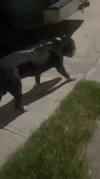Foto del avistamiento de perro