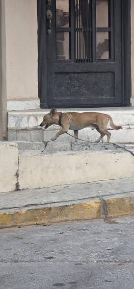 Dog sighting photo
