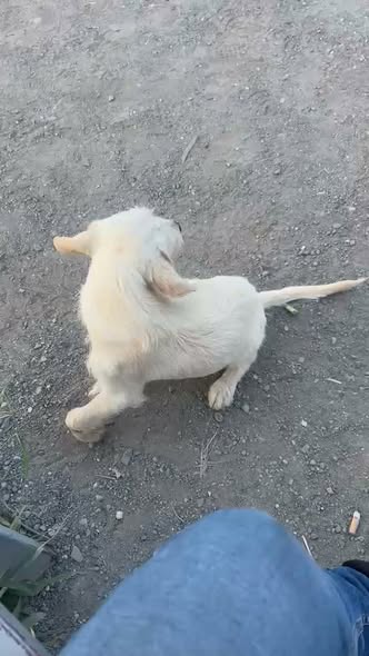 Foto del avistamiento de perro