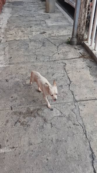 Dog sighting photo