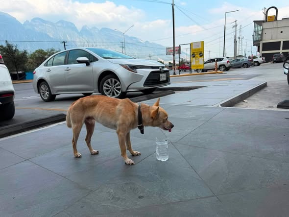 Foto del avistamiento de perro