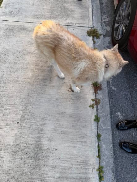 Foto del avistamiento de perro