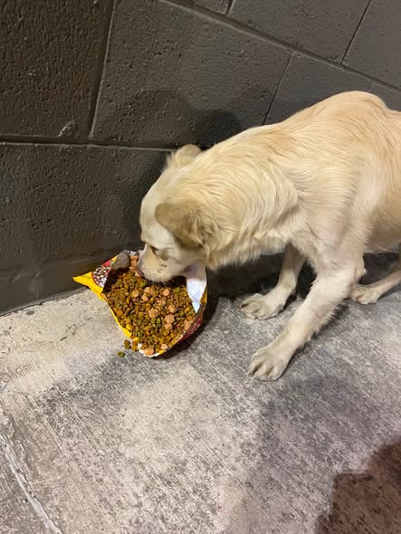 Dog sighting photo
