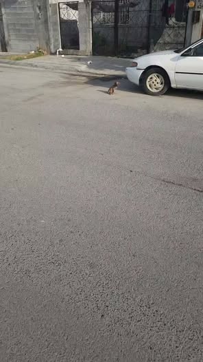 Dog sighting photo