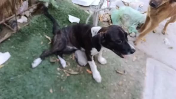 Dog sighting photo