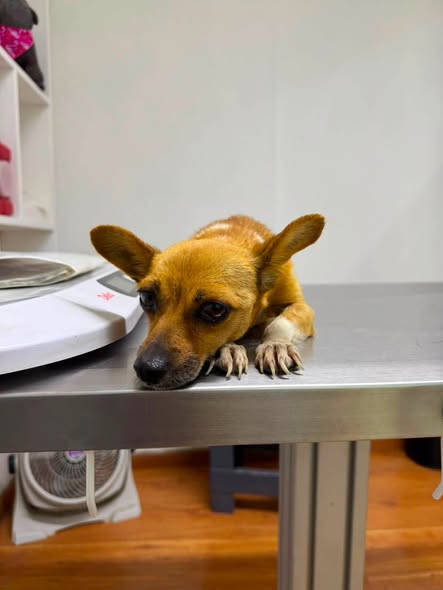 Foto del avistamiento de perro