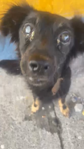 Dog sighting
