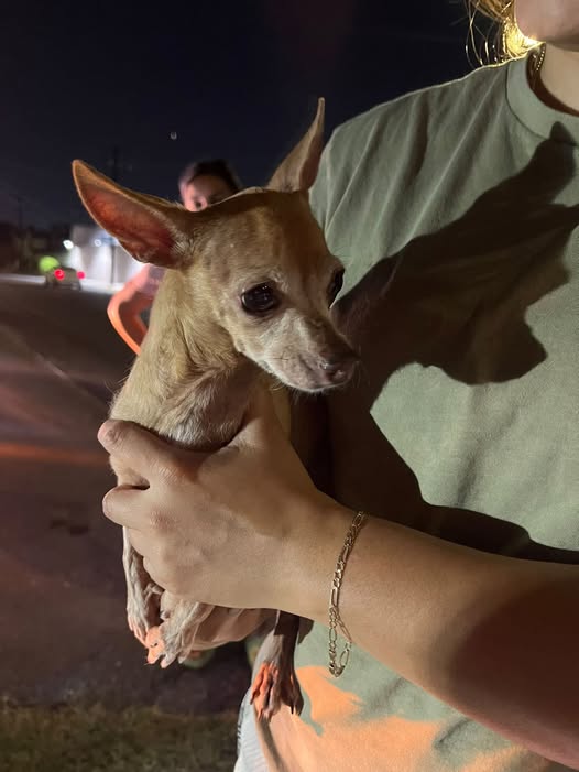 Foto del avistamiento de perro
