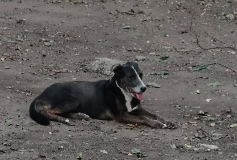 Dog sighting photo