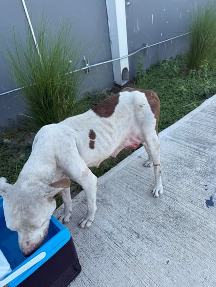 Foto del avistamiento de perro