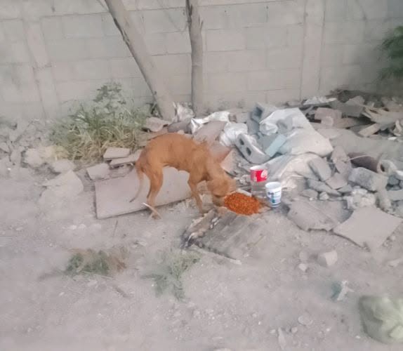 Dog sighting photo