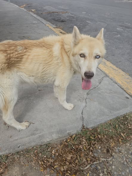 Dog sighting photo