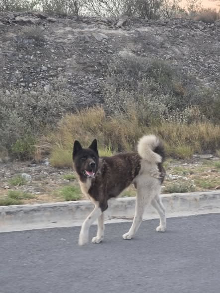 Foto del avistamiento de perro