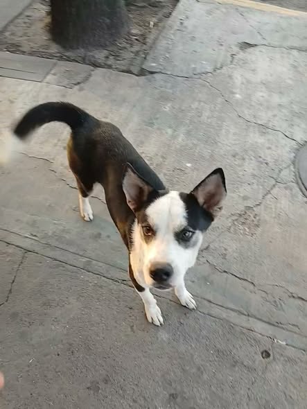 Dog sighting photo