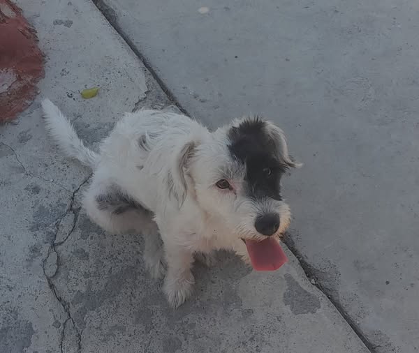 Foto del avistamiento de perro