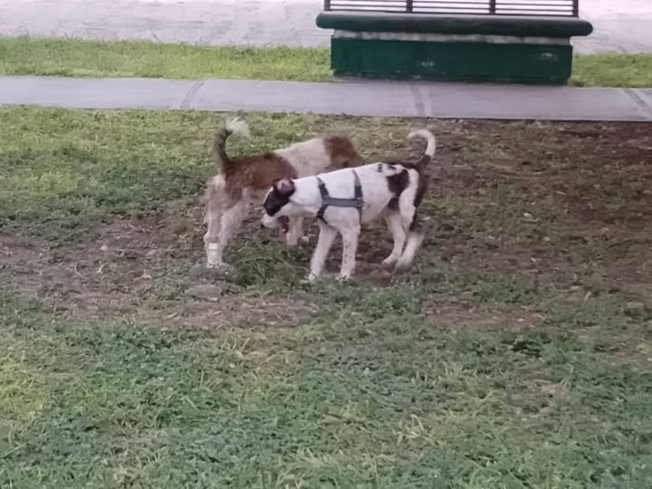 Dog sighting photo