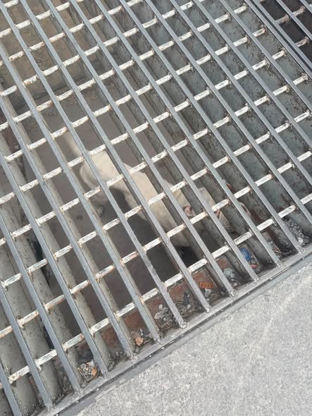 Dog sighting photo