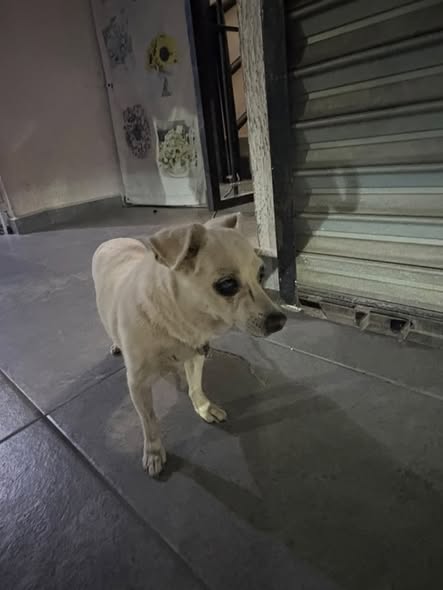 Dog sighting photo
