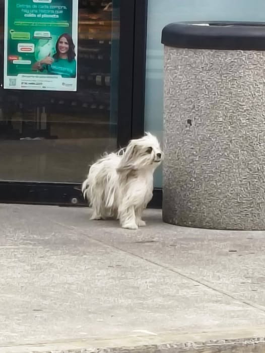 Foto del avistamiento de perro