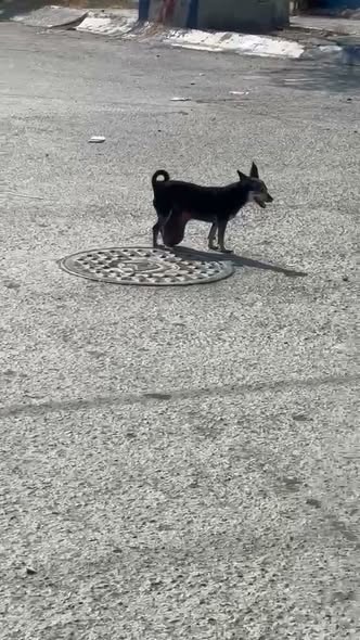 Foto del avistamiento de perro