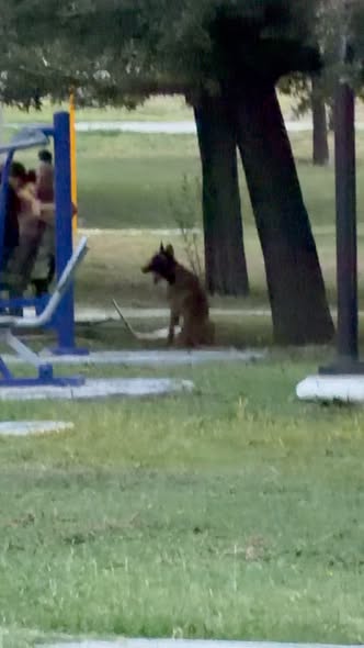 Foto del avistamiento de perro