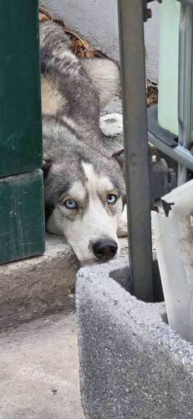 Foto del avistamiento de perro