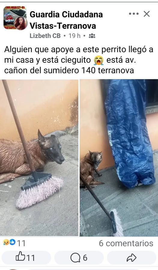 Dog sighting photo
