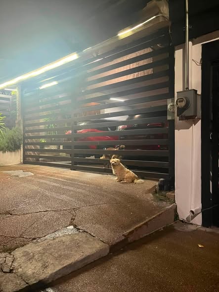 Foto del avistamiento de perro