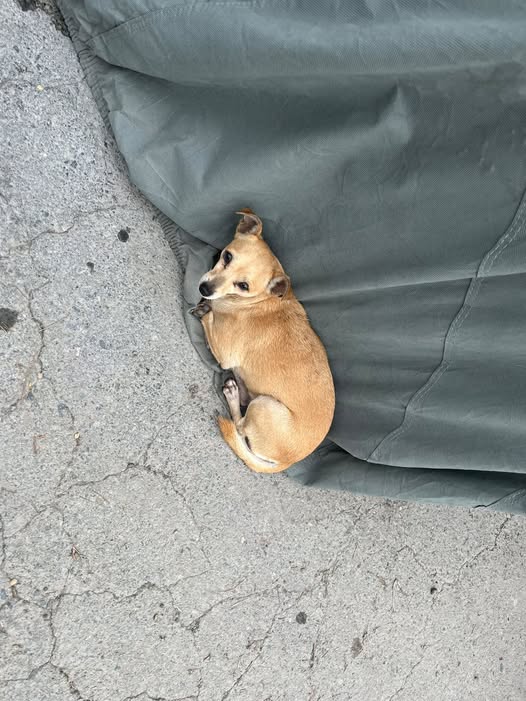 Foto del avistamiento de perro