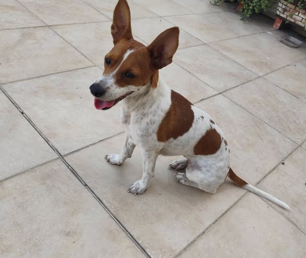 Foto del avistamiento de perro