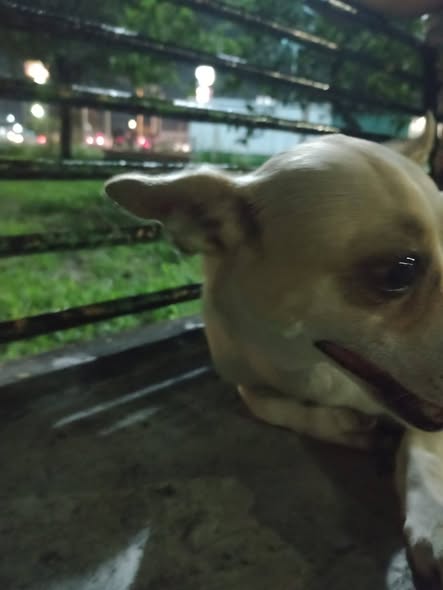 Dog sighting photo
