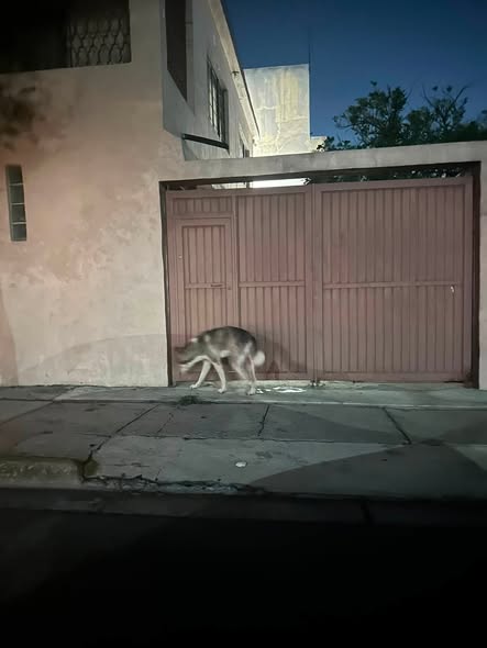 Foto del avistamiento de perro