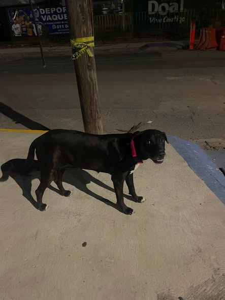 Foto del avistamiento de perro