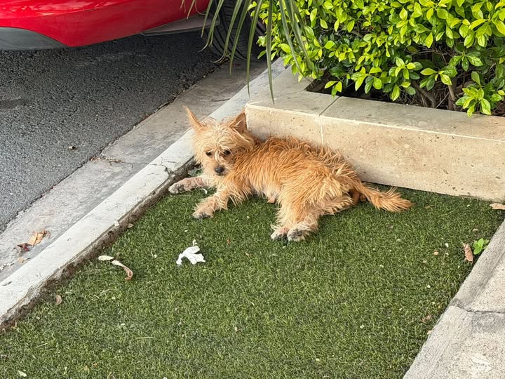 Foto del avistamiento de perro