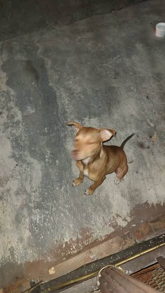 Foto del avistamiento de perro