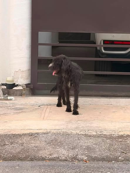 Foto del avistamiento de perro