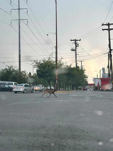 Foto del avistamiento de perro